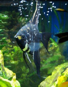 angelfish breeder protecting the fry Angelfish breeder protecting the fry