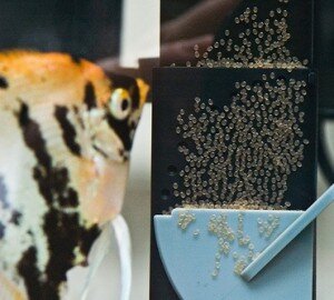how to breed freshwater angelfish I've searched the internet now for 2 weeks trying to find what constitutes breeding size in angelfish & found the answer of 8 - 12 months but not. how to breed freshwater angelfish I've searched the internet now for 2 weeks trying to find what constitutes breeding size in angelfish & found the answer of 8 - 12 months but not.