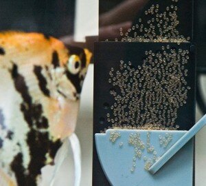 Angelfish eggs