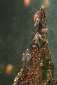 angelfish fry 7 days Angelfish fry, about 7 to 8 days old.