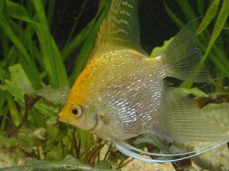 What are freshwater angelfish?