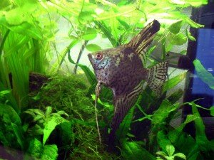 leopard angelfish photo leopard angelfish photo