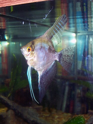 types of angelfish the