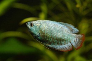 Dwarf gourami photo by stopped Dwarf gourami photo