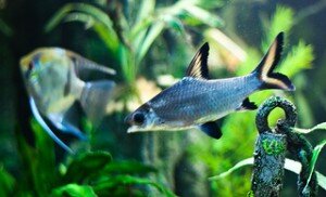 bala shark with angelfish picture bala shark with angelfish picture