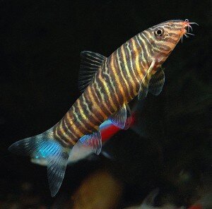 zebra loach picture zebra loach picture