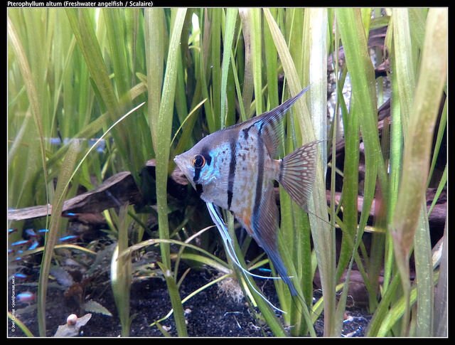 how to treat fin rot in angelfish how to treat fin rot in angelfish