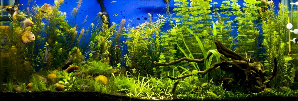 can angelfish and discus